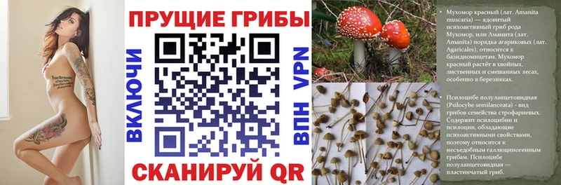 Купить где  Звенигово  Галлюциногенные грибы прущие грибы 